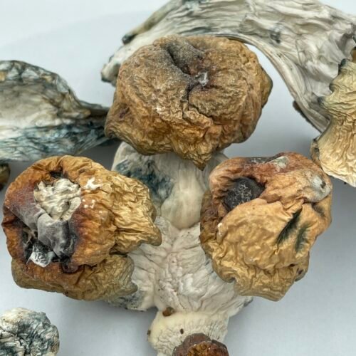 Bluey Vuitton Magic Mushrooms 7g-28g dried shrooms