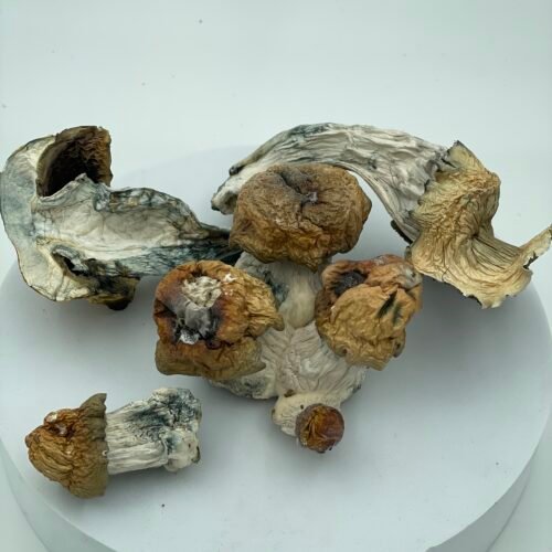 Bluey Vuitton Magic Mushrooms 7-28g - Image 2