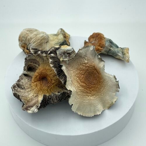 Hillbilly Pumpkin Magic Mushrooms | 7-28g