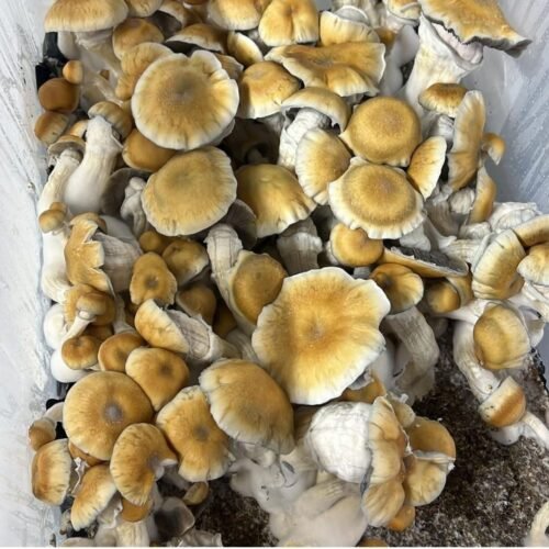 Hillbilly Pumpkin Magic Mushrooms 🍄 | 7-28g - Image 2