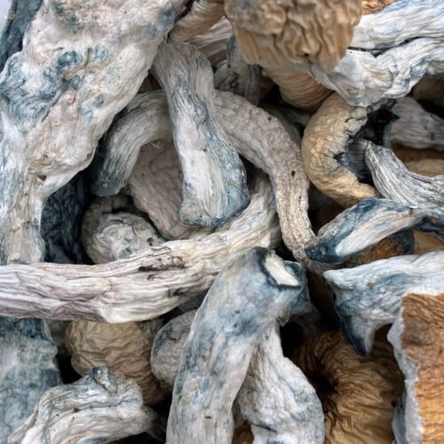 Creature Magic Mushrooms 🍄 | 7g -28g - Image 2