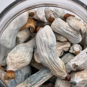 Dante’s Inferno Magic Mushrooms 🍄 | 7-28g