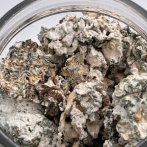 Enigma Magic Mushrooms | 7g -28g