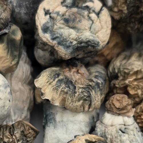 SNAPE – Starry Night Albino Penis Envy 🍄 | 7-28g