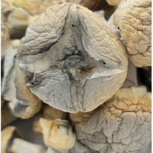 Iceberg Magic Mushrooms | 7g - 28g