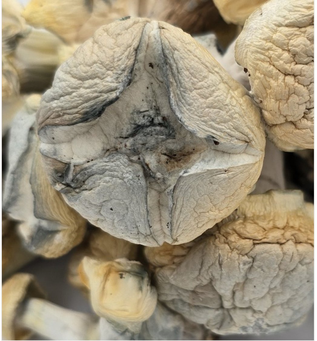 Iceberg Magic Mushrooms | 7g - 28g